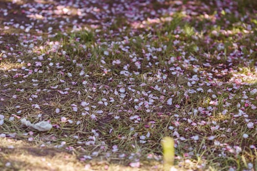 Pink cherry blossom petals lie on the ground.
