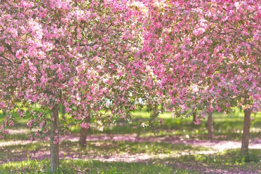 Beautiful garden of pink cherry blossom trees, in the sunlight.