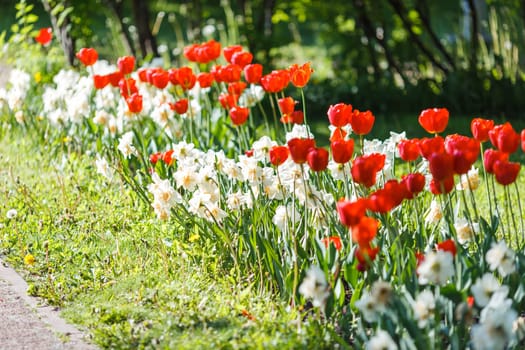 Flower bed with opened red tulips and white daffodils, in spring on a sunny day. Close up. copy space
