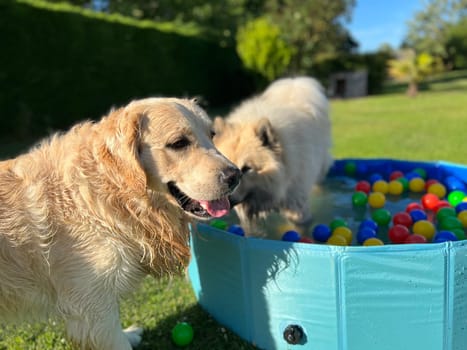 The labrador et eurasier playing in a pool with balls in a garden
