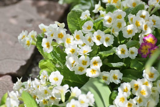 Primula vulgaris - an early spring flower, primrose
