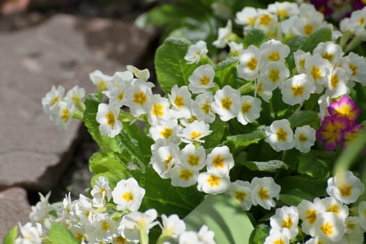Primula vulgaris - an early spring flower, primrose