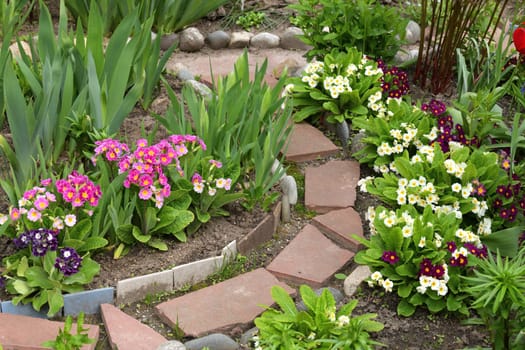 Primula vulgaris - an early spring flower, primrose