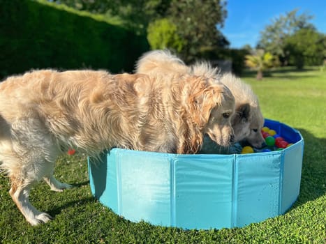 Labradors playing in a pool with balls