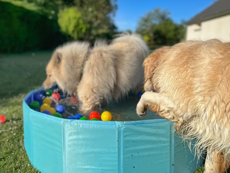 The labrador et eurasier playing in a pool with balls in a garden