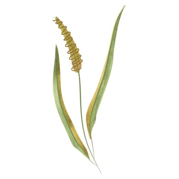 Field grass for cattle feed. Timothy grass. Spikelet. Green branch of plant. Watercolor isolated illustration