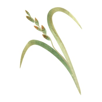 Field grass for cattle feed. Rye grass. Spikelet. Green twig of plant. Watercolor isolated illustration