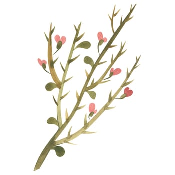 Field grass for cattle feeding. Camel thorn. Dry twig. Watercolor isolated illustration