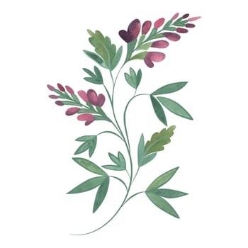 Field grass for cattle feeding. Purple alfalfa. Green twig with pink flowers. Watercolor isolated illustration