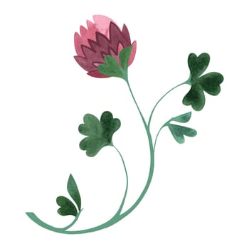 Field grass for cattle feeding. Clover branch with trefoil and pink flowers. Green branch. Watercolor isolated illustration