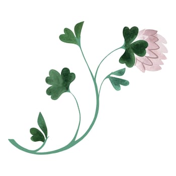 Field grass for cattle feeding. Clover branch with trefoil and pink flowers. Green branch. Watercolor isolated illustration