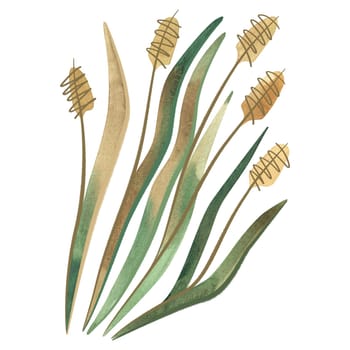 Field grass for cattle feed. Rye grass. Spikelet. Green twig of plant. Watercolor isolated illustration