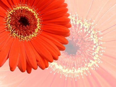 Flower Y