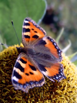 The Lesser Fox is a widespread diurnal moth found in Europe and Asia. It is absent from the Atlantic Islands,Northwest Africa and the Mediterranean islands (except Sicily). The Little Fox hibernates as it was close to him