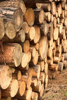 Woodpile 02