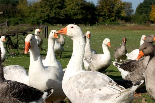 Geese 03