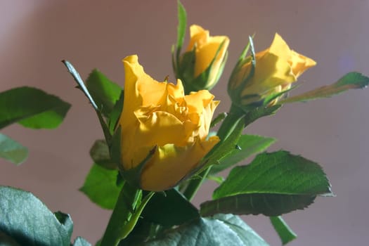 Three yellow roses 03