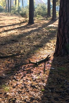 Backlit forest 02