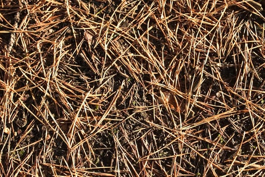 Fir needles
