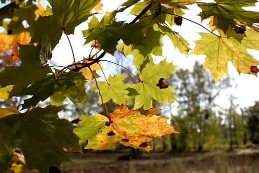 Leaves in the light