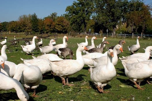 Geese 02