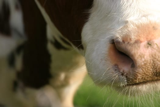 Cow's mouth