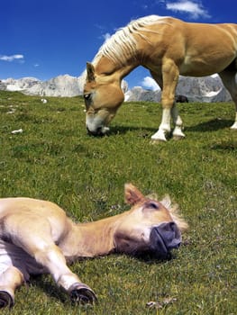 Horse sleep