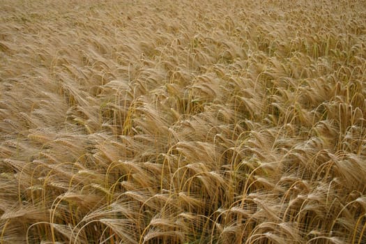 Ready for harvest