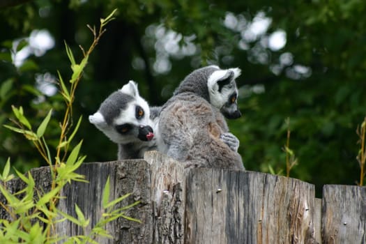 Playing ring-tailed lemurs