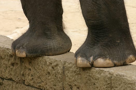 Elephant feet