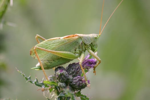 Hayhorse on thistle