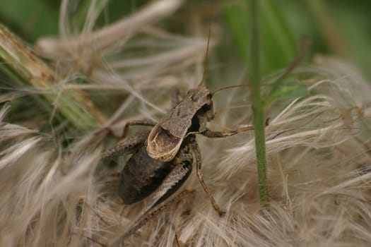 Grasshopper in the downy bed