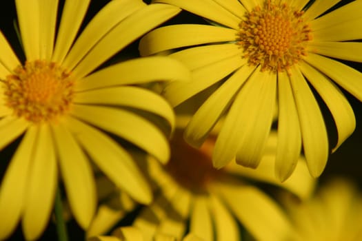 Yellow daisies