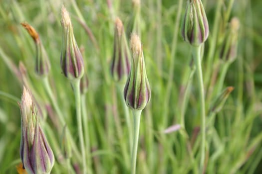 Bud