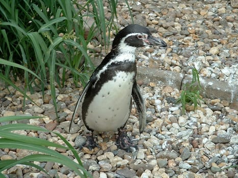 Humboldt Penguin