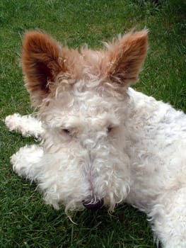 Fox terrier