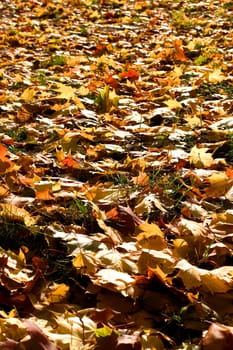 Autumn leaves 02