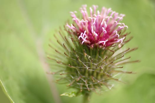 Thistle