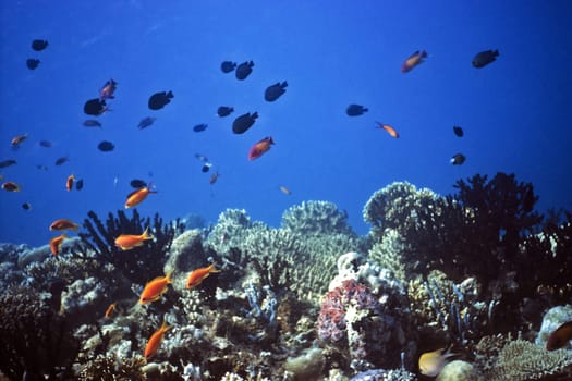 Maldivian coral reef
