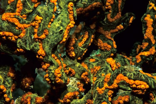 Hard Coral Detail