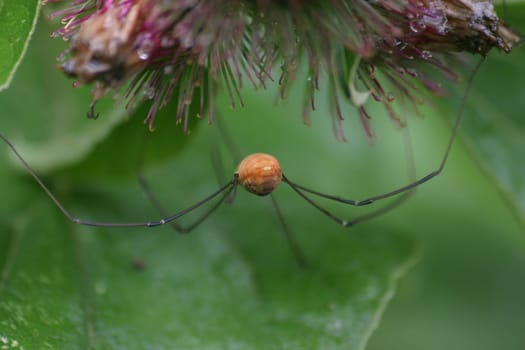 Harvestman
