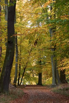 Waldweg 07