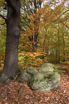 Boulder with tree