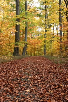Waldweg 06