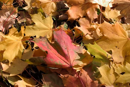 (Fall foliage) or (fall leaves) or (autumn leaves)
