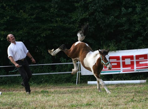 can be licensed. Snapshot at the breeding show of the Echa-ESV in Hochmoor (Model rease is available)