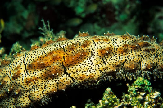 Sea cucumber