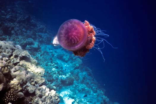 Root mouth jellyfish