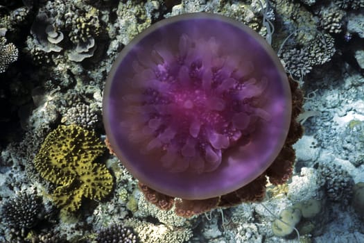 Root mouth jellyfish