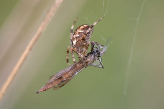 Cross spider with prey